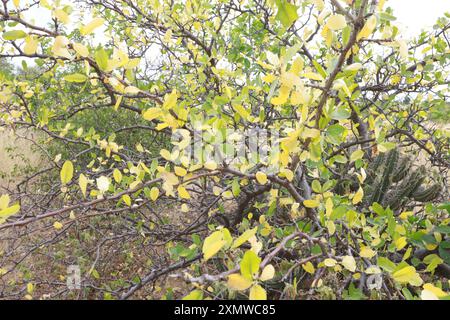 Rodelas, bahia, brasilien - 15. juni 2024: Favela Pflanze - cnidoscolus quercifolius. Stockfoto