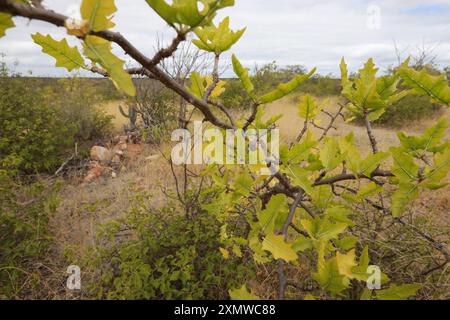 Rodelas, bahia, brasilien - 15. juni 2024: Favela Pflanze - cnidoscolus quercifolius. Stockfoto