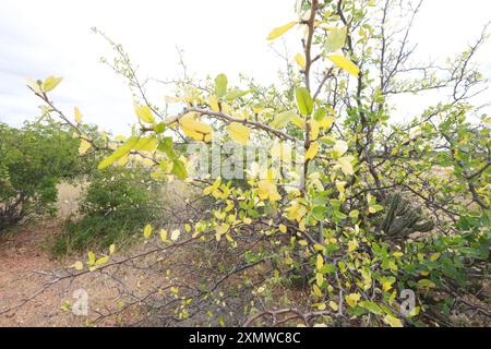 Rodelas, bahia, brasilien - 15. juni 2024: Favela Pflanze - cnidoscolus quercifolius. Stockfoto