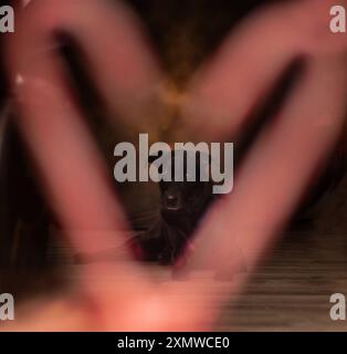 Rosafarbenes Zuckerrohr Herz um schwarzen labrador Retriever Hund vor braunem Hintergrund. Stockfoto