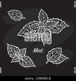 Minzblätter werden mit einem Stück Kreide auf einem schwarzen Brett gezeichnet Stock Vektor
