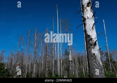 Vom Rindenkäfer zerstörter Wald (Fichte) im Nationalpark Harz Stockfoto