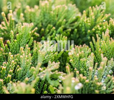 Textur, Hintergrund, Muster von immergrünen Nadelzweigen des Goldteppichs Juniperus horizontalis, kriechender Wacholder. Bokeh mit Lichtreflexion Stockfoto