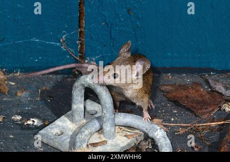 Hausmaus im Gartenhaus Stockfoto