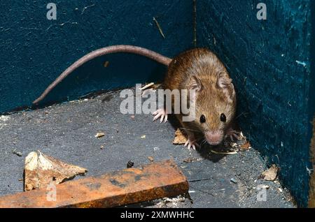 Hausmaus im Gartenhaus Stockfoto