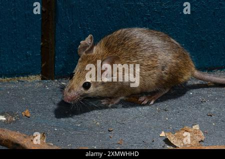 Hausmaus im Gartenhaus Stockfoto