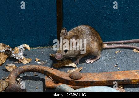 Hausmaus im Gartenhaus Stockfoto