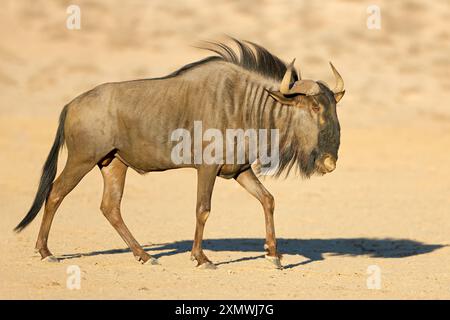 Blaues Gnus (Connochaetes taurinus) Wandern, Kalahari Wüste, Südafrika Stockfoto