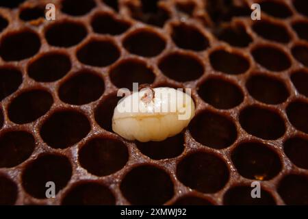 Varroa auf einer Bienenlarve mit Wabenhintergrund Stockfoto