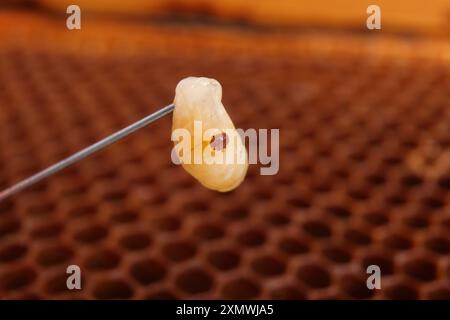 Varroa auf einer Bienenlarve mit Wabenhintergrund Stockfoto