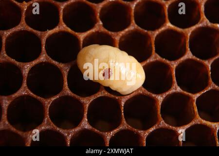 Varroa auf einer Bienenlarve mit Wabenhintergrund Stockfoto