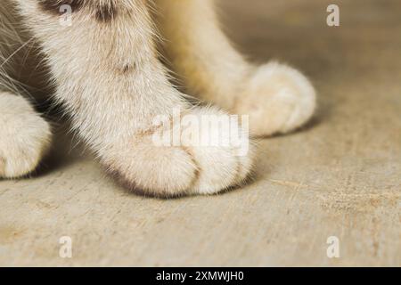 Detaillierte Aufnahme, die das weiche Fell und die Polster der Katzenpfoten vor einem strukturierten Bodenhintergrund erfasst Stockfoto