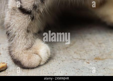 Detaillierte Aufnahme, die das weiche Fell und die Polster der Katzenpfoten vor einem strukturierten Bodenhintergrund erfasst Stockfoto