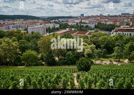 Weingarten Gazebo in Grebovka Havlickovy sady Gärten im Vinohrady Viertel in Prag, Hauptstadt der Tschechischen Republik Stockfoto