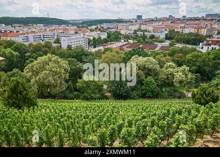 Weingarten Gazebo in Grebovka Havlickovy sady Gärten im Vinohrady Viertel in Prag, Hauptstadt der Tschechischen Republik Stockfoto