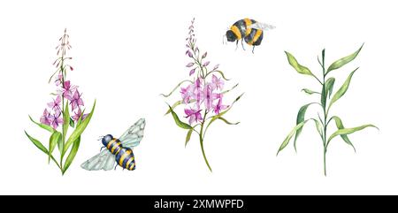 Feuerweed-Blumen. Blühender Sally. Bienen, Hummeln. Einstellen. Illustration Der Aquarellskizze. Wildpflanzen. Designelemente für Teeprodukte, Postkarten, Hom Stockfoto