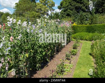 Reihen von hohen Zuckererbsenpflanzen, die im Sommer auf Stangen im Gartenbeet wachsen, Easton Walled Gardens, Grantham, England, Großbritannien Stockfoto