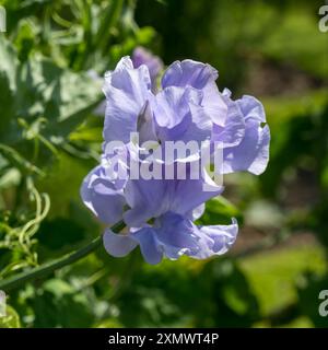 Nahaufnahme einer einzelnen blassenden Bue Sweet Pea Lathyrus odoratus 'Chris Harrod' Blume, Easton Walled Gardens, Grantham, England, Großbritannien Stockfoto