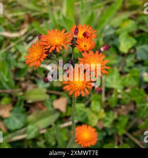 Wunderschöner Orangenfuchs und Jungtiere (Pilosella aurantiaca / Hieracium aurantiacum) Blumen wachsen im englischen Kirchhof, England, Großbritannien Stockfoto