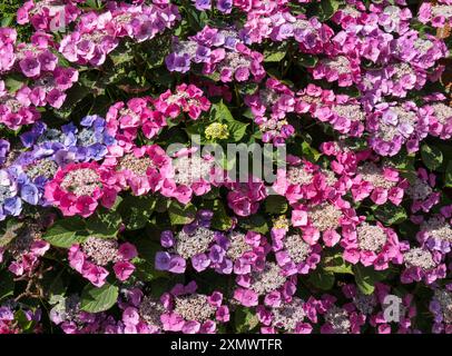 Wunderschöne rosa und blaue Blüten der Hortensie macrophylla 'Teller red' / 'Rotkehlchen' Blüte im Sommer, Leicestershire, England, Großbritannien Stockfoto