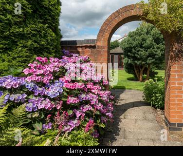 Wunderschöne rosa und blaue Blüten der Hortensie macrophylla 'Teller red' / 'Rotkehlchen' Blüte im Sommer, Leicestershire, England, Großbritannien Stockfoto