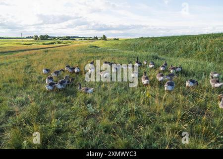 Hausgraugänse auf einer Wiese. Graugänse im Gras, Hausvogel, Gänsenherde Stockfoto