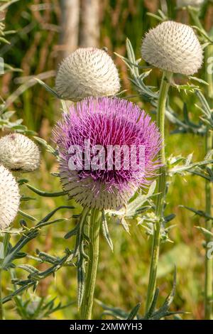 Cirsium eriophorum, Woolly Thistle Stockfoto