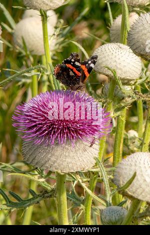 Roter Admiral Schmetterling auf Woolly Thistle Stockfoto