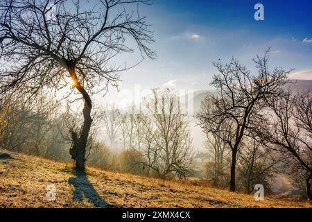 Nebel über dem Wald im Morgenlicht. Wunderschöner Natur Hintergrund. Bäume auf sanften Hügeln im Herbst. Fantastische Atmosphäre in den Karpaten Stockfoto