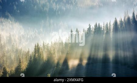 Nebel über dem Wald im Morgenlicht. Wunderschöner Natur Hintergrund. Bäume auf sanften Hügeln im Herbst. Fantastische Atmosphäre in den Karpaten Stockfoto