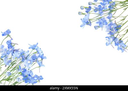 Blaue Delphinium-Blume Hintergrund Rand auf weiß. Blaue Sommerblumen verzaubern wunderschöne Natur. Stockfoto