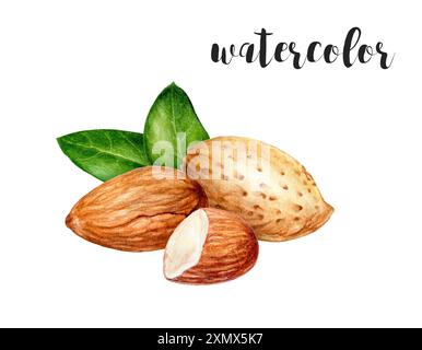 Aquarellfarben Mandel Nüsse und Blätter Illustration für Kunst, Herbst, Botanik, Essen und Natur Themen Stockfoto
