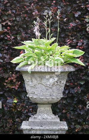 Große Hosta-Pflanze mit Blüten in einer Zierurne mit kupferfarbener Buchenhecke dahinter - Juli 2024 in Großbritannien Stockfoto