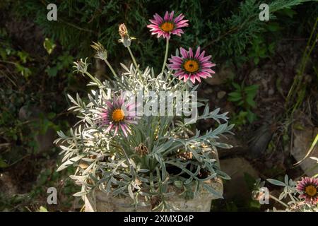 Gazania Blume, afrikanische Gänseblümchen, Asteraceae Nahaufnahme in Keramiktopf im Landhausgarten Stockfoto