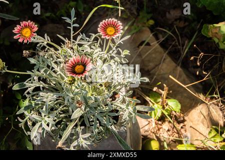 Gazania Blume, afrikanische Gänseblümchen, Asteraceae Nahaufnahme in Keramiktopf im Landhausgarten Stockfoto