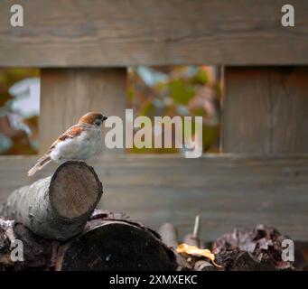 Vogel, Haussperling und Holz im Garten zum Pausen, zur Futtersuche und zur Suche nach Nestbewuchs am Boden. Kleines männliches Tier, Natur oder Ruhe auf Baumstamm vom Flug Stockfoto