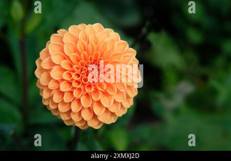 Blühende orange Dahlia sylvia Blume Stockfoto