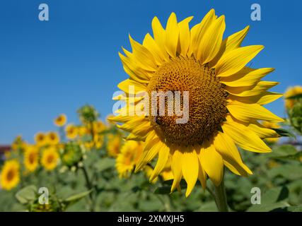 Eine einzelne große Sonnenblume auf einem Feld mit blauem Himmel und einer Honigbiene (APIs mellifera) Stockfoto