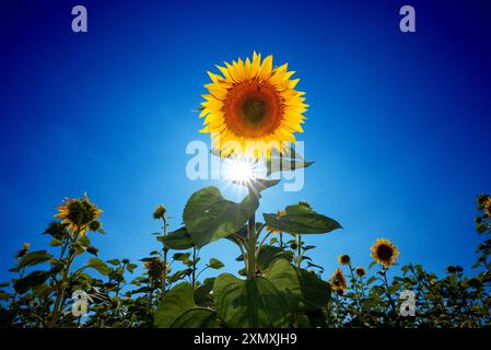 Eine einzige große Sonnenblume (Helianthus annuus) am blauen Himmel, Plattling, Niederbayern, Deutschland Stockfoto
