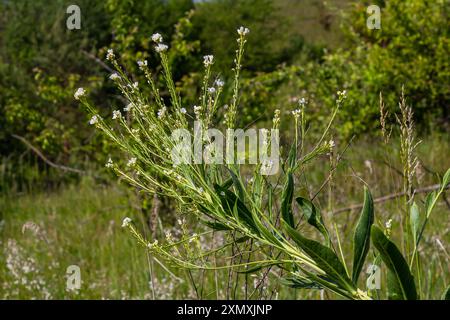 Weiße Meerrettichfowern in der Nähe des Bio-Gartens. Blühender Meerrettich, lat. Armoracia rusticana, eine mehrjährige Gemüsepflanze, im Frühjahr. Stockfoto