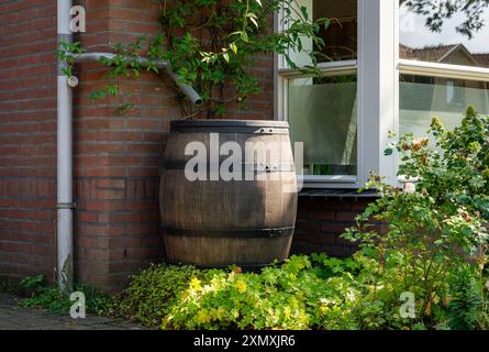 Regenfass auf der Außenseite des modernen Hauses spart Regenwasser, um es im Garten wiederzuverwenden Stockfoto