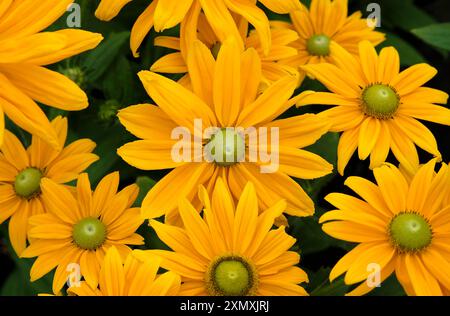 Rudbeckia Sommer Gänseblümchen goldene Sonnenblumen Stockfoto