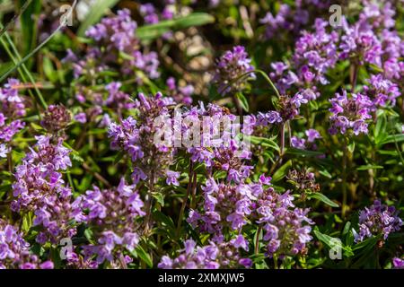 Blühender Duft Thymus serpyllum, Breckland Wildthymian, Kriechthymian oder Elfinthymian Nahaufnahme, Makrofoto. Wunderschönes Essen und Heilpflanze i Stockfoto