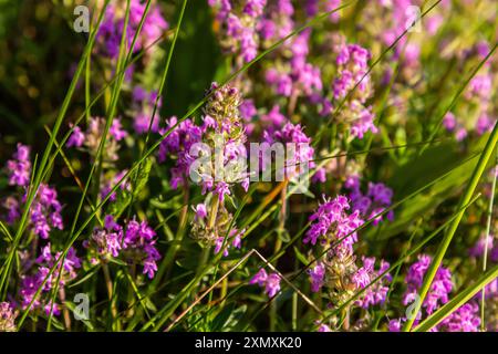 Blühender Duft Thymus serpyllum, Breckland Wildthymian, Kriechthymian oder Elfinthymian Nahaufnahme, Makrofoto. Wunderschönes Essen und Heilpflanze i Stockfoto