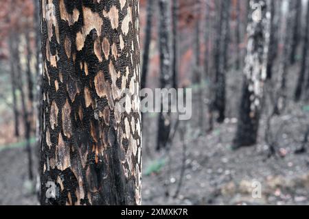 Eine Nahaufnahme der verkohlten Bäume in einem Wald in Legarda, Navarra, Spanien, zeigt die Folgen eines Waldbrands. Stockfoto