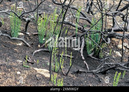 Verkohlte Bäume mit neuen grünen Triebe, die nach einem Waldbrand in Legarda, Navarra, Spanien, im Waldboden auftauchen. Stockfoto