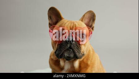 Französische Bulldog-, Haustier- und Herzsonnenbrille im Studio für Valentinstag, Geschenk oder Geschenk auf weißem Hintergrund. Tier, Hund oder Welpe mit Farben, Liebe oder Stockfoto