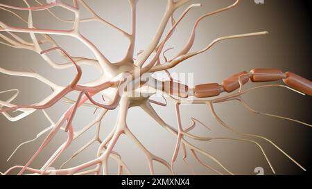 3D-Darstellung multipolarer Neuronen. Multipolare Neuronen sind die häufigste Art von Neuronen Stockfoto