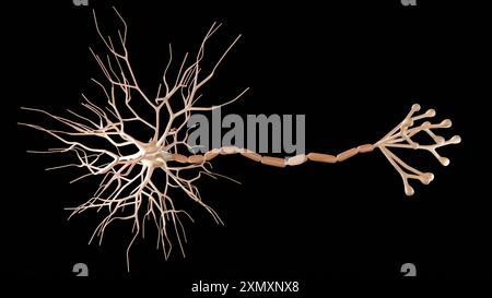 3D-Darstellung multipolarer Neuronen. Multipolare Neuronen sind die häufigste Art von Neuronen Stockfoto