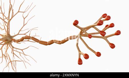 3D-Darstellung multipolarer Neuronen. Multipolare Neuronen sind die häufigste Art von Neuronen Stockfoto